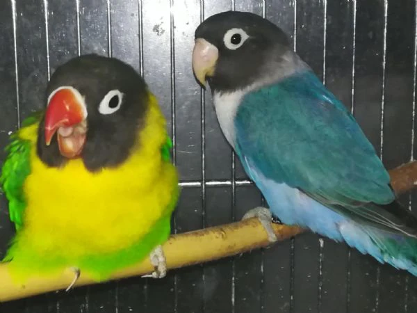 coppia insep mascherato verde x cobalto  | Foto 3