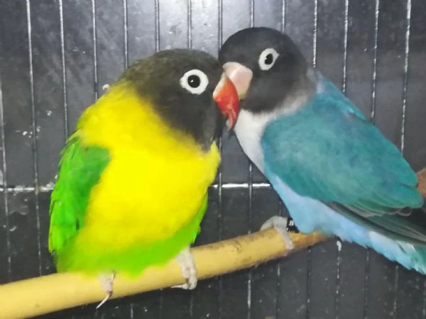 coppia insep mascherato verde x cobalto  | Foto 2