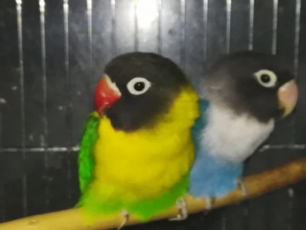 coppia insep mascherato verde x cobalto  | Foto 1
