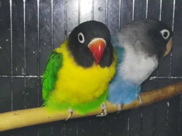 coppia insep mascherato verde x cobalto  | Foto 0
