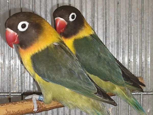 coppia insep mascherato verde oliva x verde oliva  | Foto 4