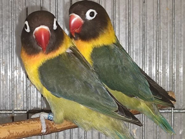 coppia insep mascherato verde oliva x verde oliva  | Foto 1