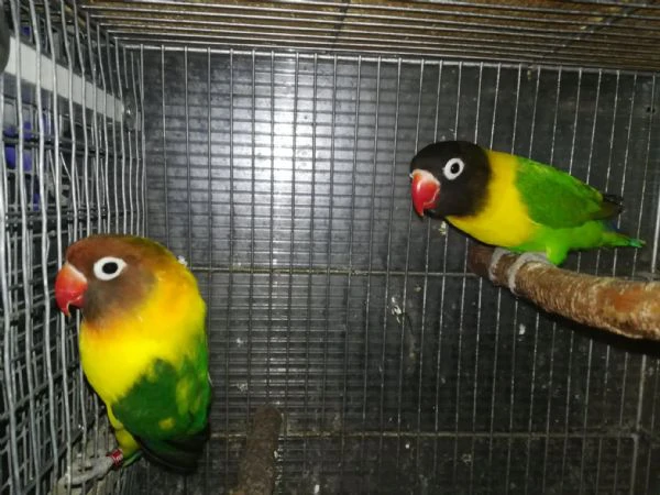 coppia insep mascherato verde x pezzato verde  | Foto 6