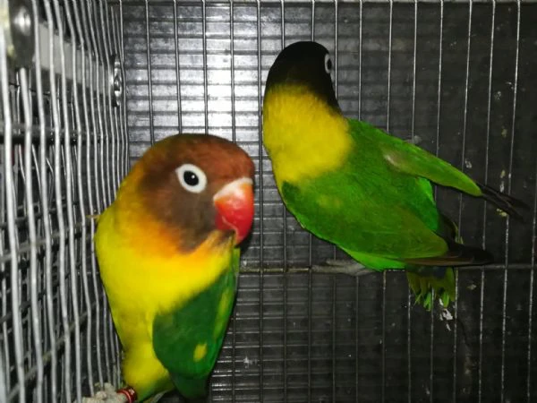 coppia insep mascherato verde x pezzato verde  | Foto 5