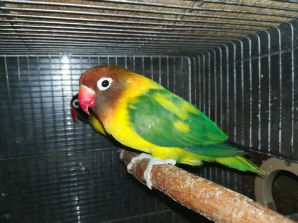 coppia insep mascherato verde x pezzato verde  | Foto 4