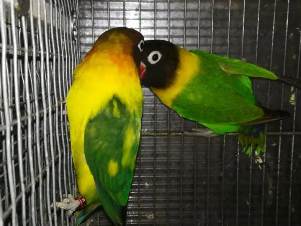 coppia insep mascherato verde x pezzato verde  | Foto 3