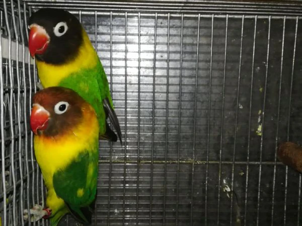 coppia insep mascherato verde x pezzato verde  | Foto 2