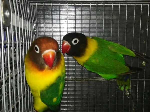 coppia insep mascherato verde x pezzato verde  | Foto 1