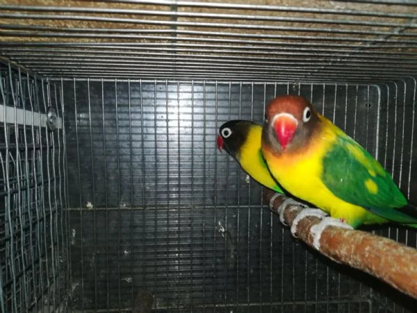 coppia insep mascherato verde x pezzato verde  | Foto 0