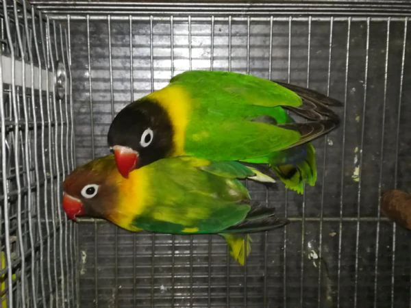 coppia insep mascherato verde x pezzato verde 