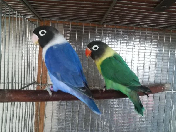 coppia insep mascherato yellowface turchese x cobalto  | Foto 4