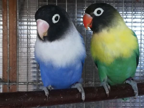 coppia insep mascherato yellowface turchese x cobalto  | Foto 3