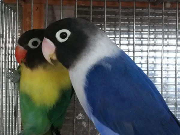 coppia insep mascherato yellowface turchese x cobalto  | Foto 2