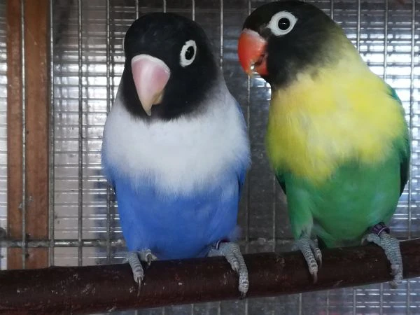 coppia insep mascherato yellowface turchese x cobalto 