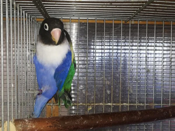 coppia insep mascherato yellowface turchese x cobalto  | Foto 1