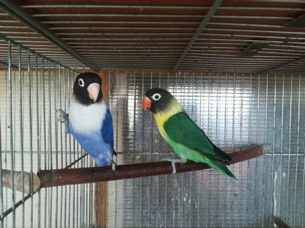 coppia insep mascherato yellowface turchese x cobalto  | Foto 0