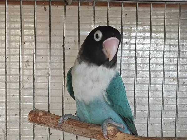 inseparabile mascherato blu femmina  | Foto 4