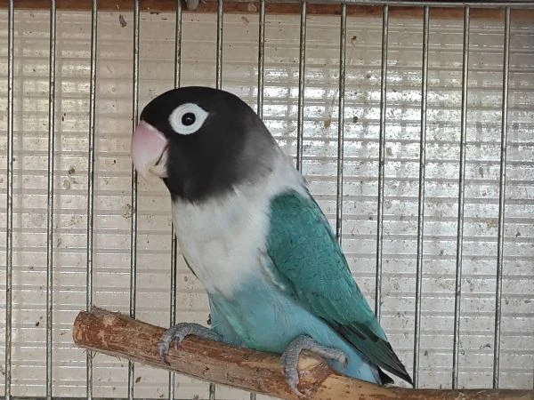 inseparabile mascherato blu femmina  | Foto 3