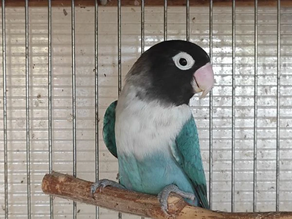 inseparabile mascherato blu femmina 