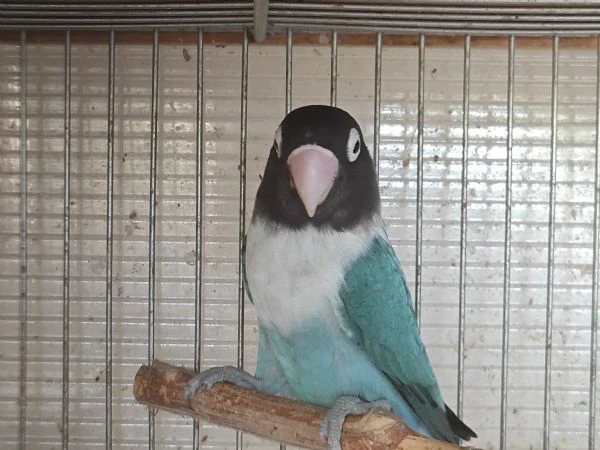 inseparabile mascherato blu femmina  | Foto 2