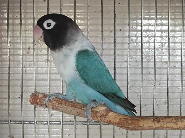 inseparabile mascherato blu femmina  | Foto 1