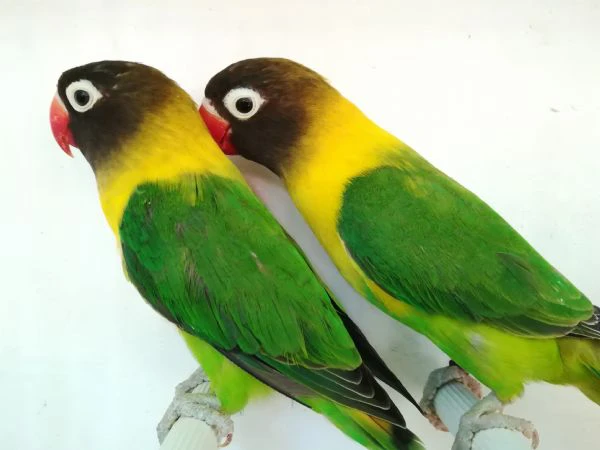 coppia inseparabile mascherato verde 