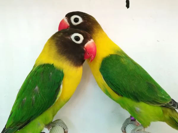 coppia inseparabile mascherato verde  | Foto 5