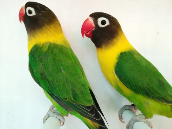 coppia inseparabile mascherato verde  | Foto 4