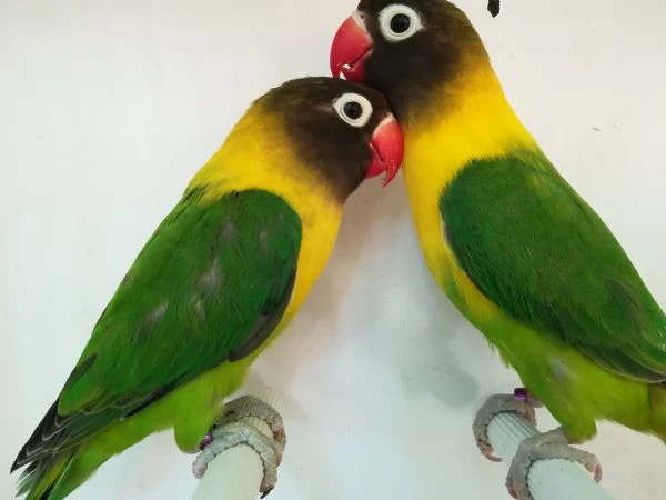 coppia inseparabile mascherato verde  | Foto 3