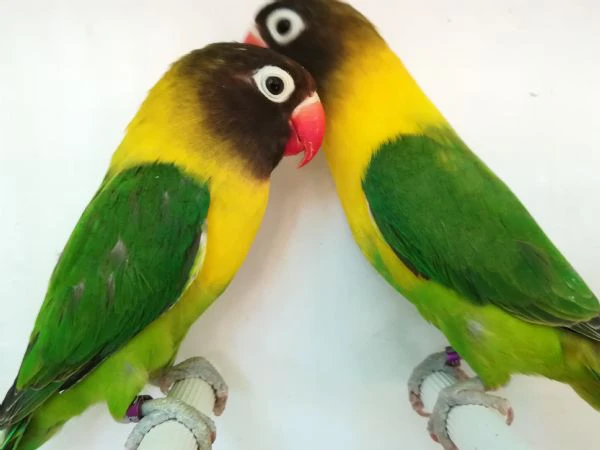 coppia inseparabile mascherato verde  | Foto 2