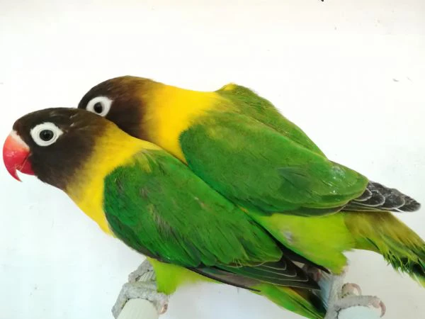 coppia inseparabile mascherato verde  | Foto 1