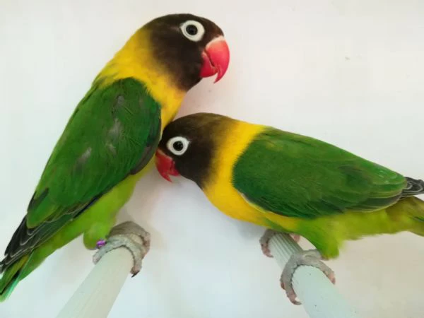 coppia inseparabile mascherato verde  | Foto 0
