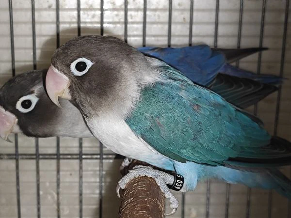 coppia inseparabili mascherato cobalto x cobalto viola 