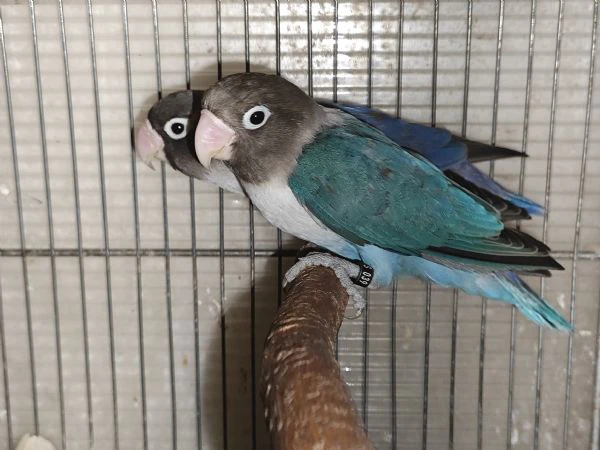 coppia inseparabili mascherato cobalto x cobalto viola  | Foto 4