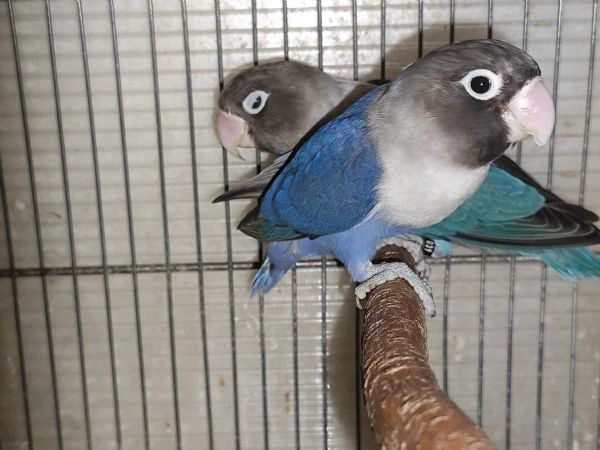 coppia inseparabili mascherato cobalto x cobalto viola  | Foto 3