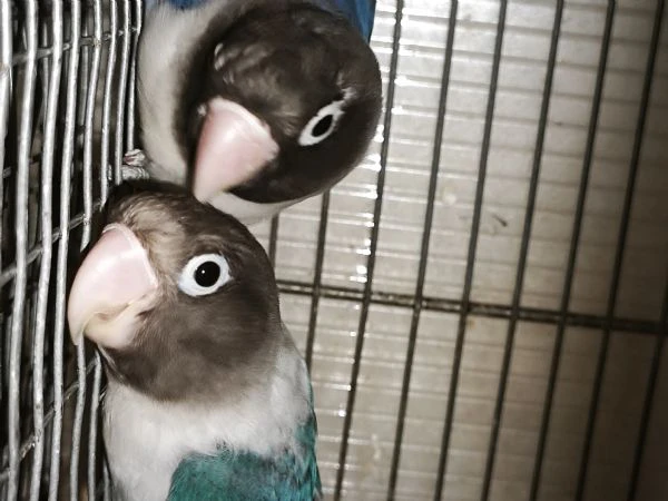 coppia inseparabili mascherato cobalto x cobalto viola  | Foto 2