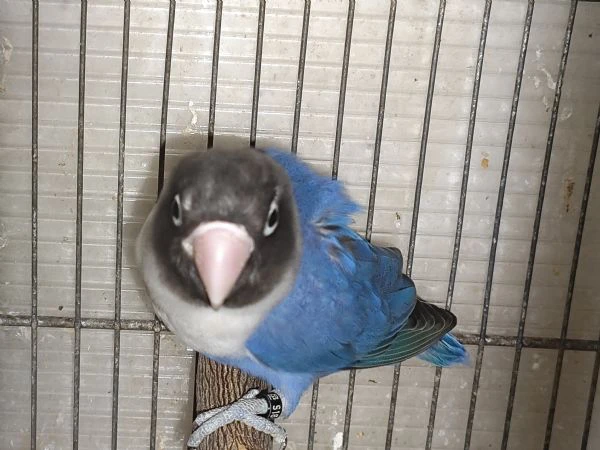 coppia inseparabili mascherato cobalto x cobalto viola  | Foto 1