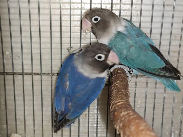 coppia inseparabili mascherato cobalto x cobalto viola  | Foto 0