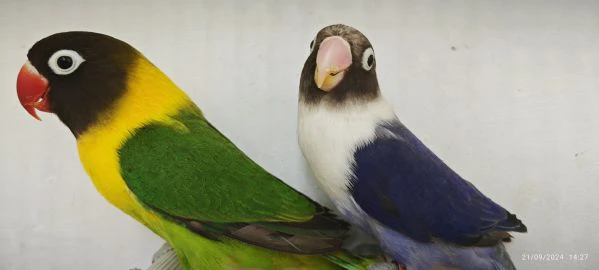 coppia inseparabili mascherato verde x cobalto viola  | Foto 5