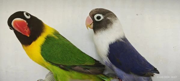 coppia inseparabili mascherato verde x cobalto viola  | Foto 4