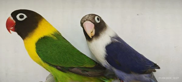 coppia inseparabili mascherato verde x cobalto viola  | Foto 3