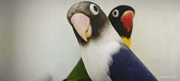 coppia inseparabili mascherato verde x cobalto viola  | Foto 2