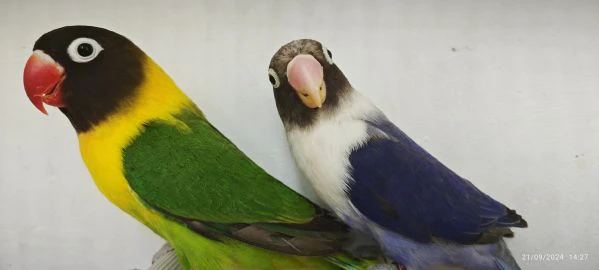 coppia inseparabili mascherato verde x cobalto viola  | Foto 1