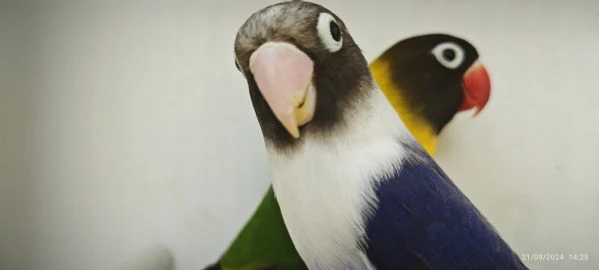 coppia inseparabili mascherato verde x cobalto viola 