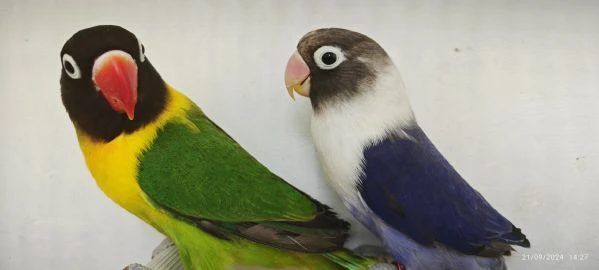 coppia inseparabili mascherato verde x cobalto viola  | Foto 0