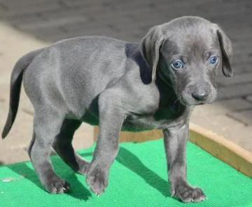 cuccioli di weimaraner blu | Foto 0