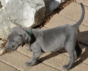 cuccioli di weimaraner blu