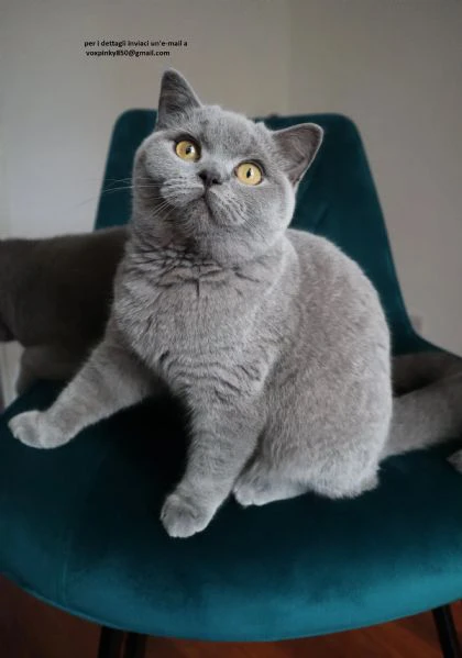 adorabili gattini britannici a pelo corto