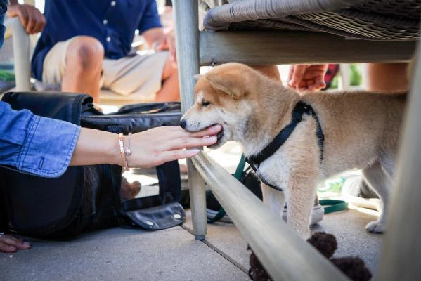 cuccioli di shiba inu | Foto 0