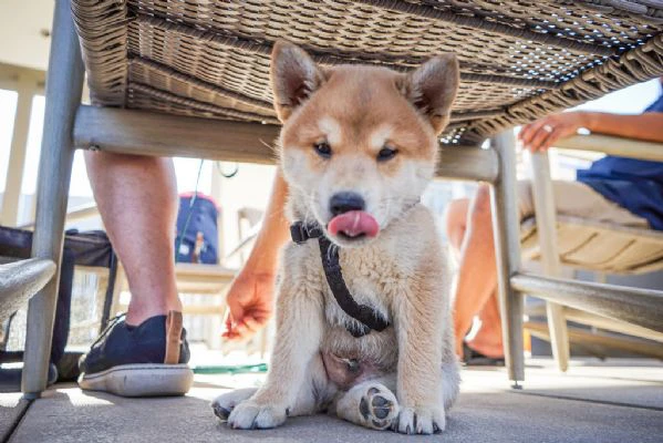 cuccioli di shiba inu